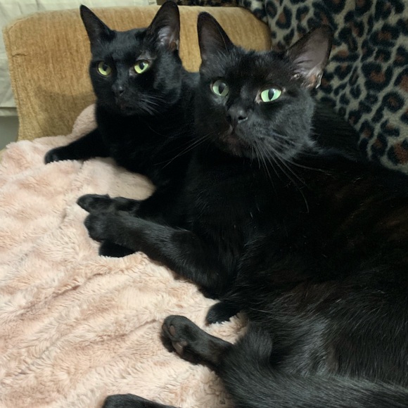 Meet your Posher, Tamara for Chrysalis Effects - Picture 5 of 6